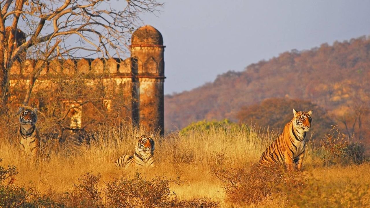 Compare Corbett and Ranthambore for a 5 day Wildlife Photography Trip in November on a 50k budget
